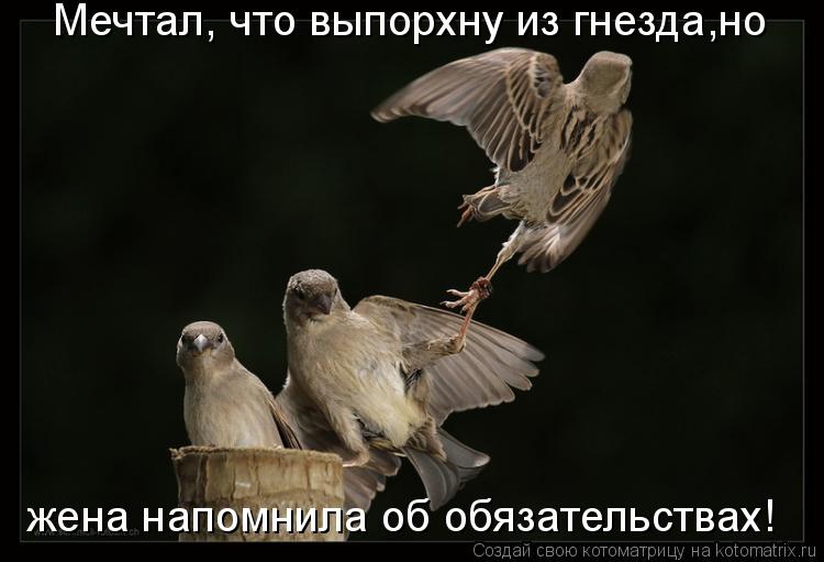 Котоматрица: Мечтал, что выпорхну из гнезда,но жена напомнила об обязательствах!