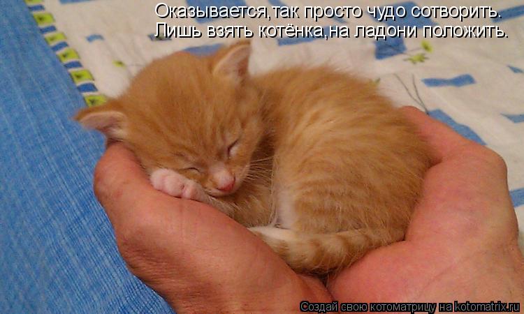 Оказывается,так просто чудо сотворить. Лишь взять котёнка,на ладони положить.... Котоматрица: Оказывается,так просто чудо сотворить. Лишь взять котёнка,на ладони положить.