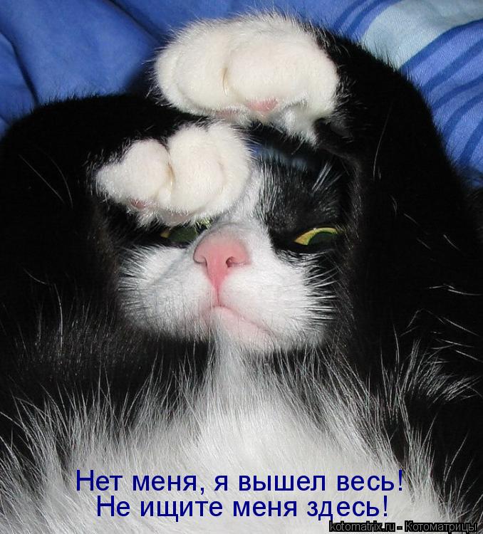 Котоматрица: Нет меня, я вышел весь! Не ищите меня здесь!