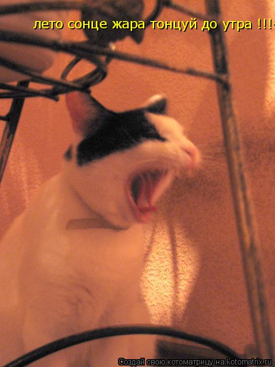 Котоматрица: лето сонце жара тонцуй до утра !!!-лето сонце жара лето сонце жара тонцуй до утра!
