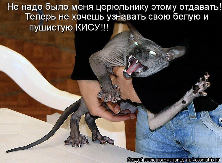 Не надо было меня церюльнику этому отдавать! Теперь не хочешь узнавать свою белую и пушистую КИСУ!!... Котоматрица: Не надо было меня церюльнику этому отдавать! Теперь не хочешь узнавать свою белую и пушистую КИСУ!!!