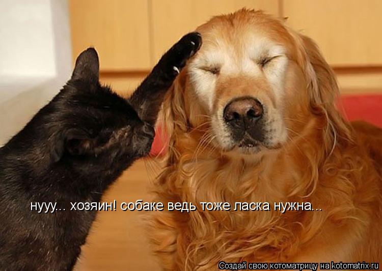 Котоматрица: нууу... хозяин! собаке ведь тоже ласка нужна...