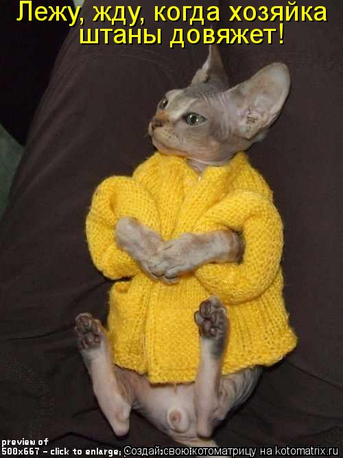 Котоматрица: Лежу, жду, когда хозяйка  штаны довяжет!
