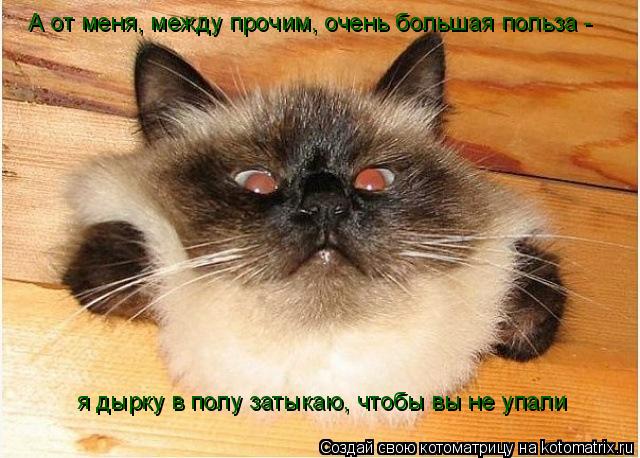 Котоматрица: я дырку в полу затыкаю, чтобы вы не упали А от меня, между прочим, очень большая польза -