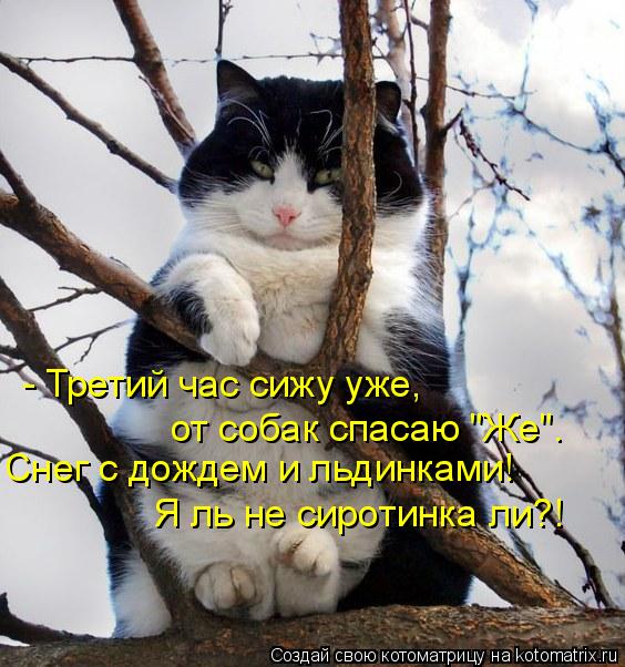 от собак спасаю "Же". Снег с дождем и льдинками! Я ль не сиротинка ли?! - Третий час сижу уже,... Котоматрица: от собак спасаю "Же". Снег с дождем и льдинками! Я ль не сиротинка ли?! - Третий час сижу уже,