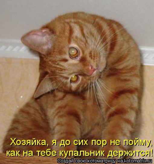 Котоматрица: Хозяйка, я до сих пор не пойму, как на тебе купальник держится!