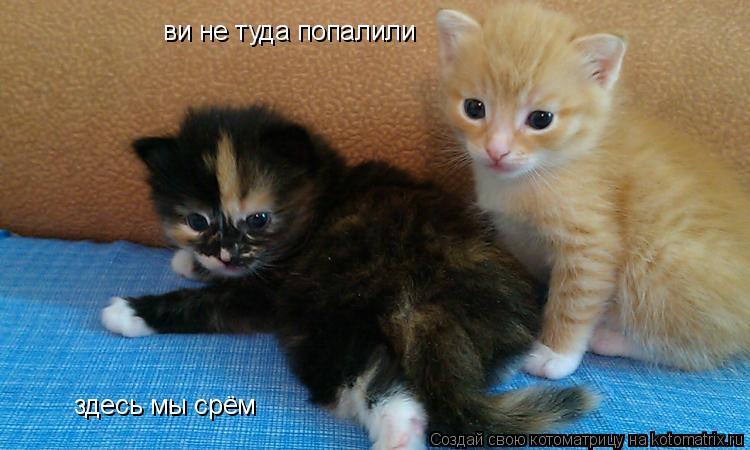 Котоматрица: ви не туда попалили здесь мы срём