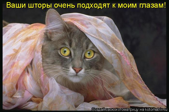 Котоматрица: Ваши шторы очень подходят к моим глазам!
