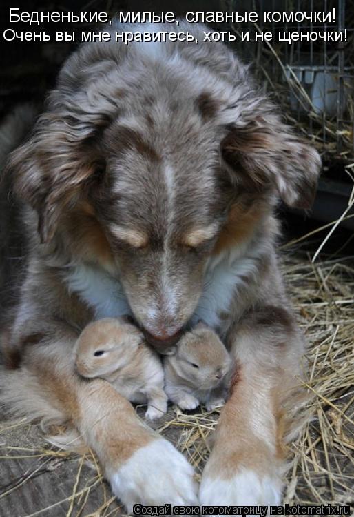 Котоматрица: Бедненькие, милые, славные комочки! Очень вы мне нравитесь, хоть и не щеночки!