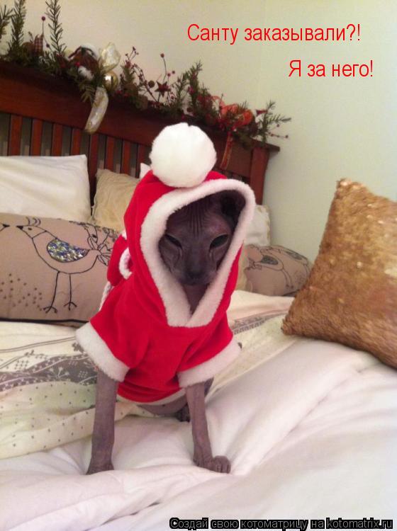 Котоматрица: Санту заказывали?!  Я за него!