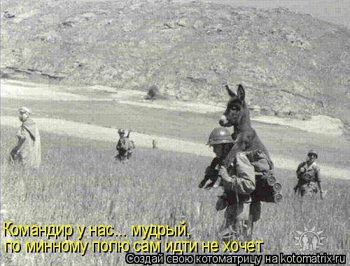 Котоматрица: Командир у нас... мудрый, по минному полю сам идти не хочет