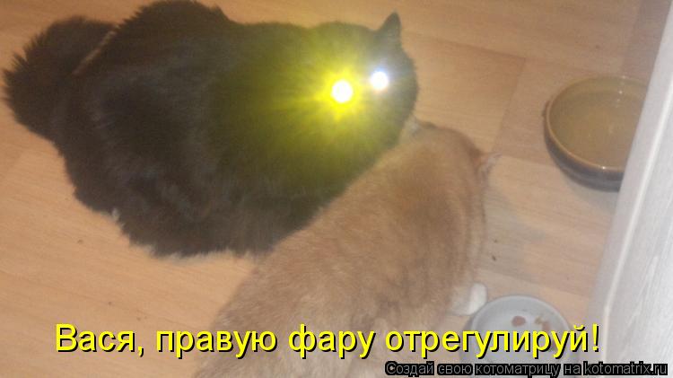 Котоматрица: Вася, правую фару отрегулируй!