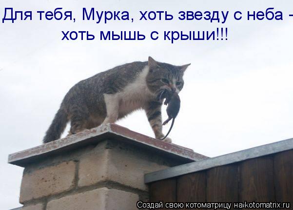 Котоматрица: Для тебя, Мурка, хоть звезду с неба - хоть мышь с крыши!!!