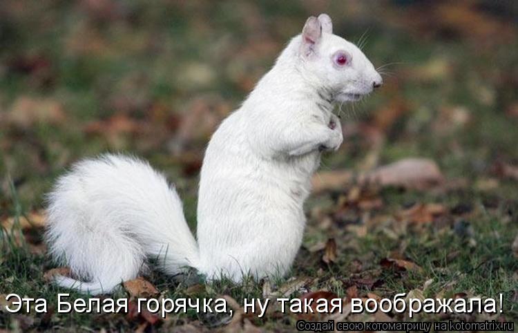 Котоматрица: Эта Белая горячка, ну такая воображала!