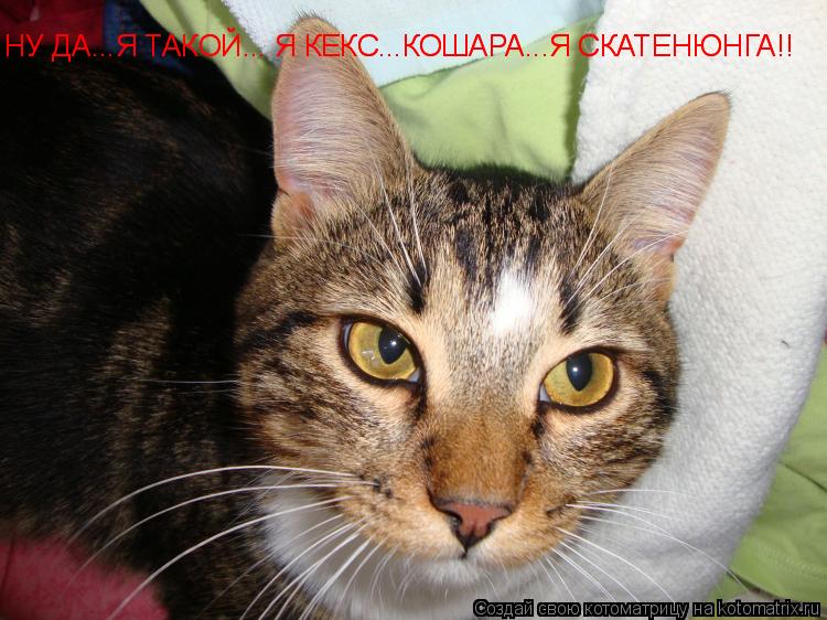 Котоматрица: НУ ДА...Я ТАКОЙ... Я КЕКС...КОШАРА...Я СКАТЕНЮНГА!! НУ ДА...Я ТАКОЙ... Я КЕКС...КОШАРА...Я СКАТЕНЮНГА!!