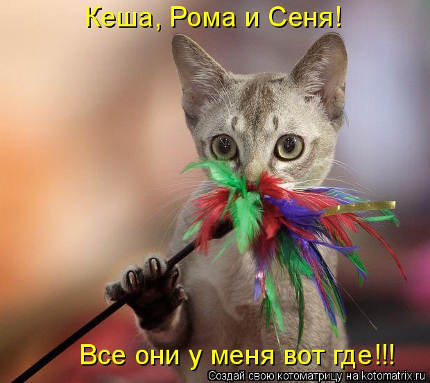 Котоматрица: Кеша, Рома и Сеня! Все они у меня вот где!!!