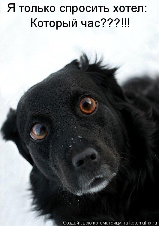 Котоматрица: Я только спросить хотел: Который час???!!!