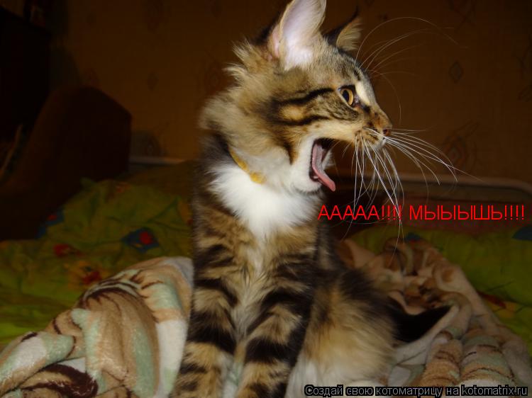 Котоматрица: ААААА!!!! МЫЫЫШЬ!!!!