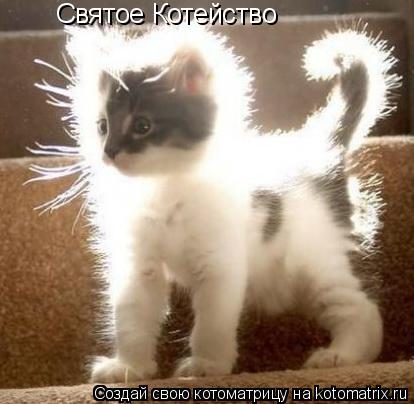 Котоматрица: Святое Котейство