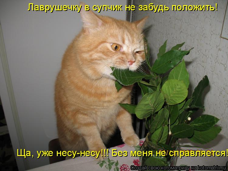 Котоматрица: Лаврушечку в супчик не забудь положить! Ща, уже несу-несу!!! Без меня не справляется!