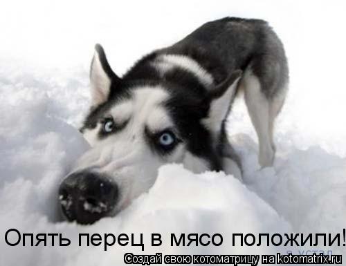 Котоматрица: Опять перец в мясо положили!