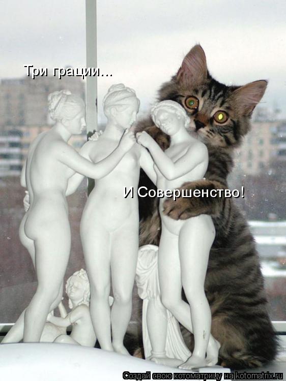 Котоматрица: Три грации... И Совершенство!