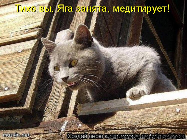 Котоматрица: Тихо вы, Яга занята, медитирует!