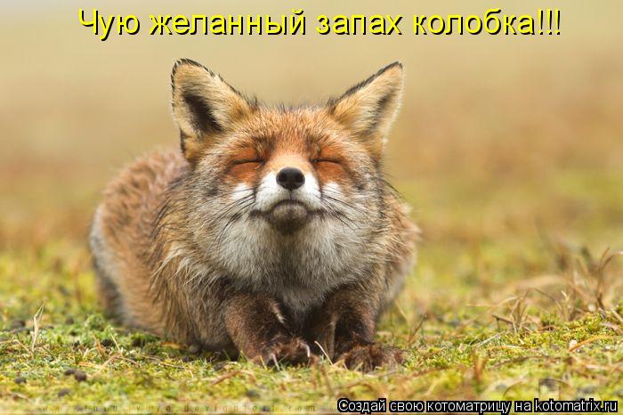 Котоматрица: Чую желанный запах колобка!!!