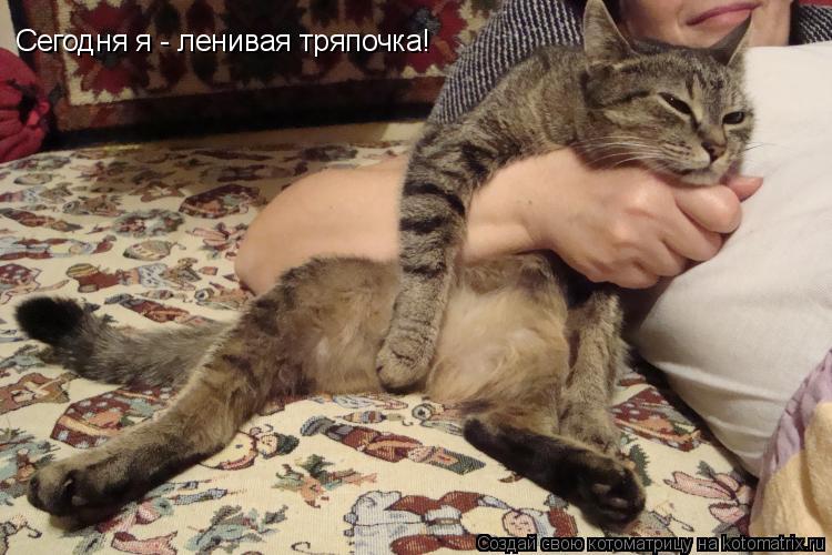Котоматрица: Сегодня я - ленивая тряпочка!