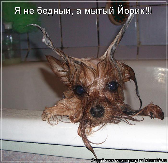 Котоматрица: Я не бедный, а мытый Йорик!!!