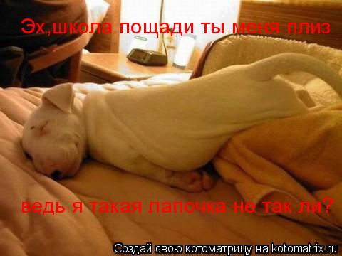 Котоматрица: Эх,школа пощади ты меня плиз  ведь я такая лапочка не так ли?