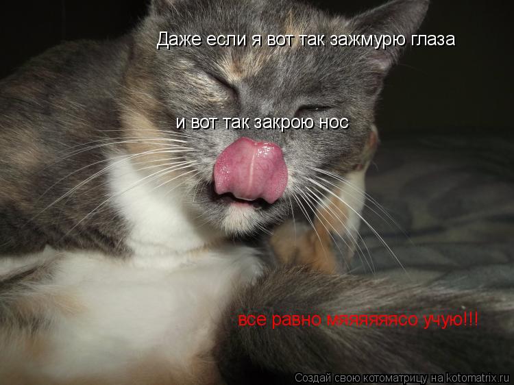 Котоматрица: Даже если я вот так зажмурю глаза и вот так закрою нос все равно мяяяяяясо учую!!!