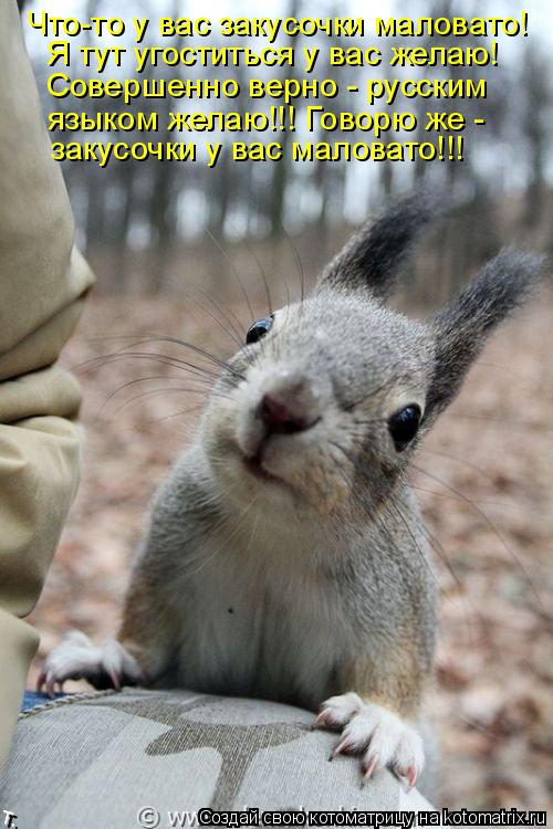Котоматрица: Что-то у вас закусочки маловато! Совершенно верно - русским  языком желаю!!! Говорю же - Я тут угоститься у вас желаю! закусочки у вас маловато!
