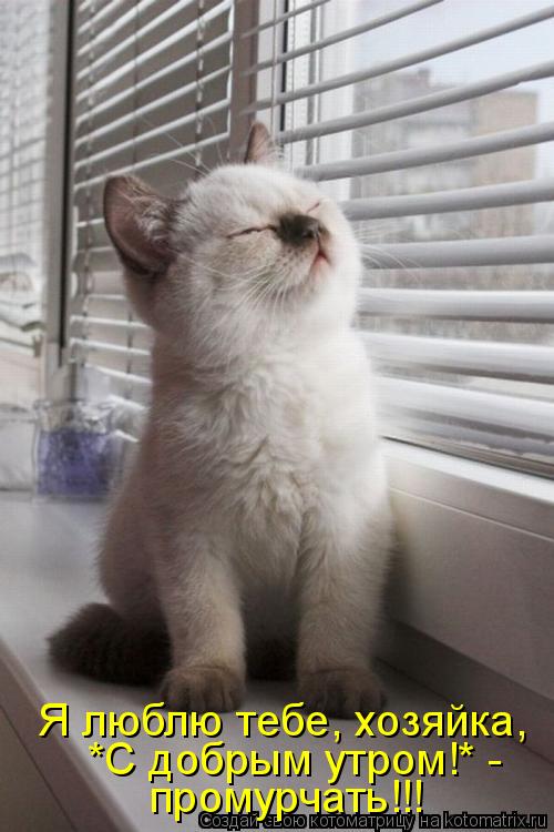*С добрым утром!* - промурчать!!! Я люблю тебе, хозяйка,... Котоматрица: *С добрым утром!* - промурчать!!! Я люблю тебе, хозяйка,