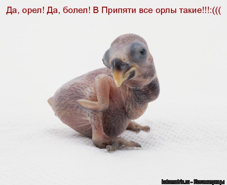 Котоматрица: Да, орел! Да, болел! В Припяти все орлы такие!!!:(((