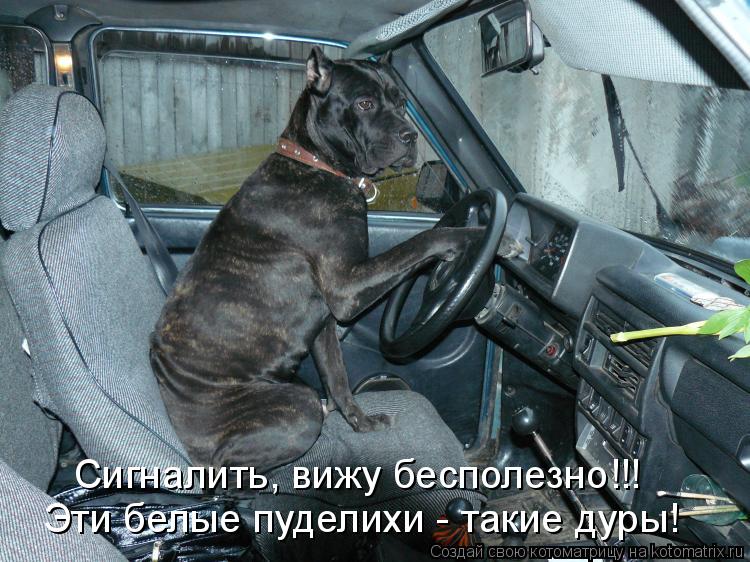 Котоматрица: Сигналить, вижу бесполезно!!! Эти белые пуделихи - такие дуры!