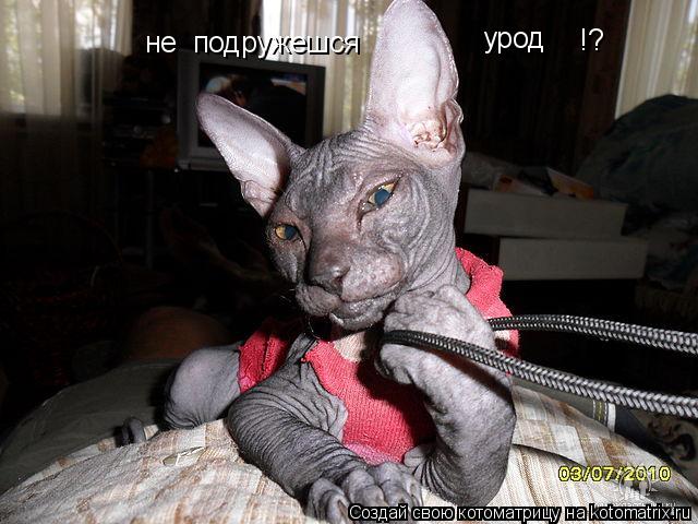 Котоматрица: не  подружешся  урод  !?