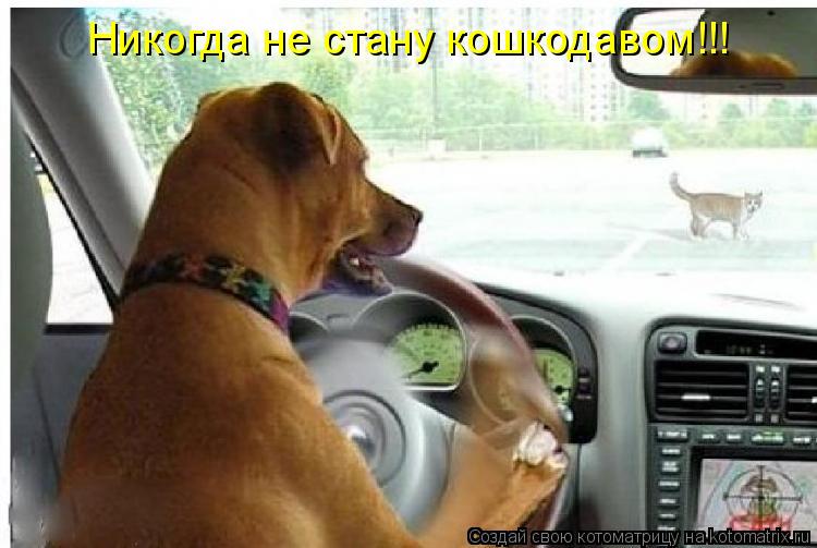 Котоматрица: Никогда не стану кошкодавом!!!