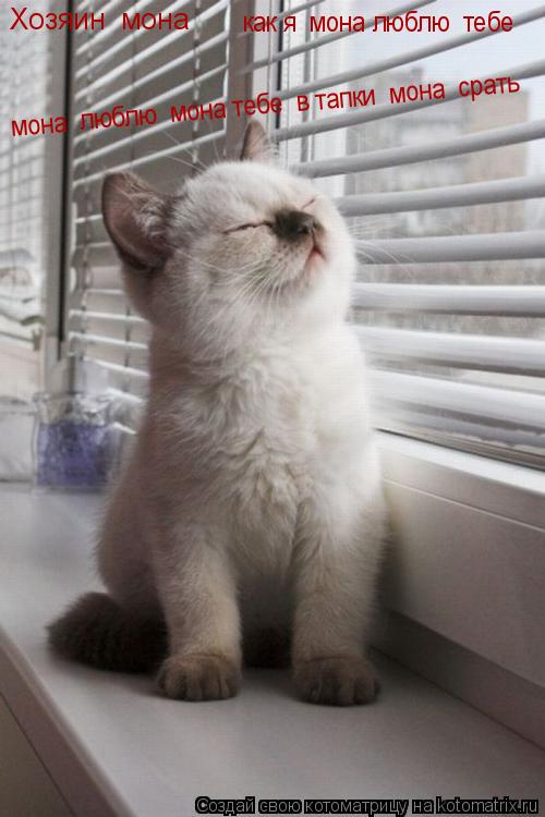 Котоматрица: Хозяин  мона  как я  мона люблю  тебе  мона  люблю  мона тебе  в тапки  мона  срать
