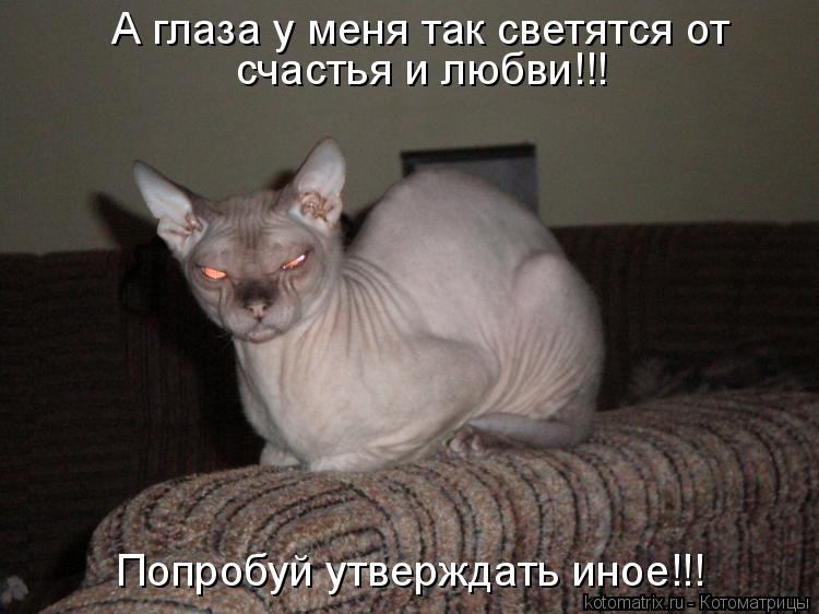 Котоматрица: А глаза у меня так светятся от счастья и любви!!! Попробуй утверждать иное!!!
