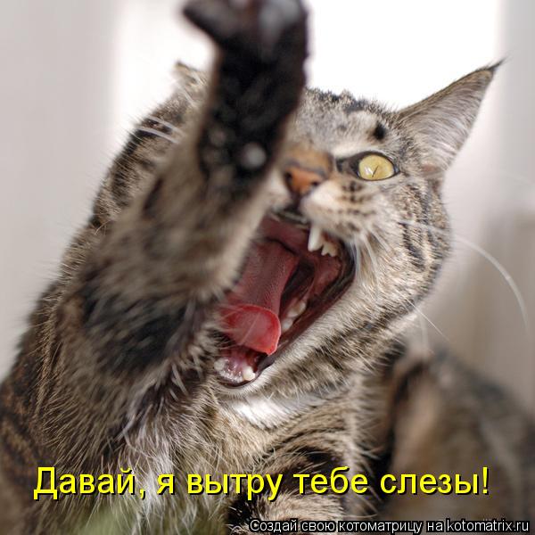 Котоматрица: Давай, я вытру тебе слезы!
