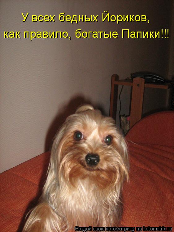 Котоматрица: как правило, богатые Папики!!! У всех бедных Йориков,