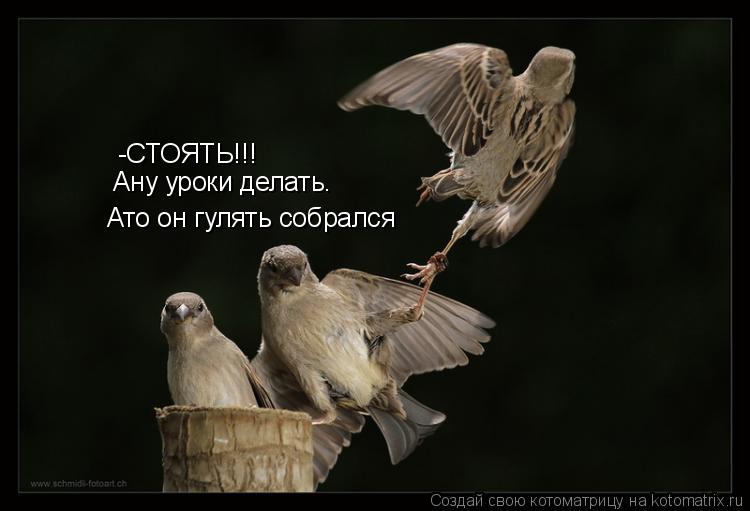 Котоматрица: -СТОЯТЬ!!! Ану уроки делать. Ато он гулять собрался
