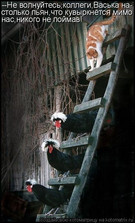 Котоматрица: --Не волнуйтесь,коллеги,Васька на- столько пьян,что кувыркнётся мимо нас,никого не поймав!