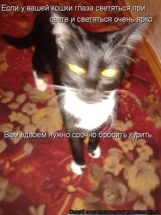 Котоматрица: Если у вашей кошки глаза светяться при свете и светяться очень ярко. Вам вдвоем нужно срочно бросить курить.