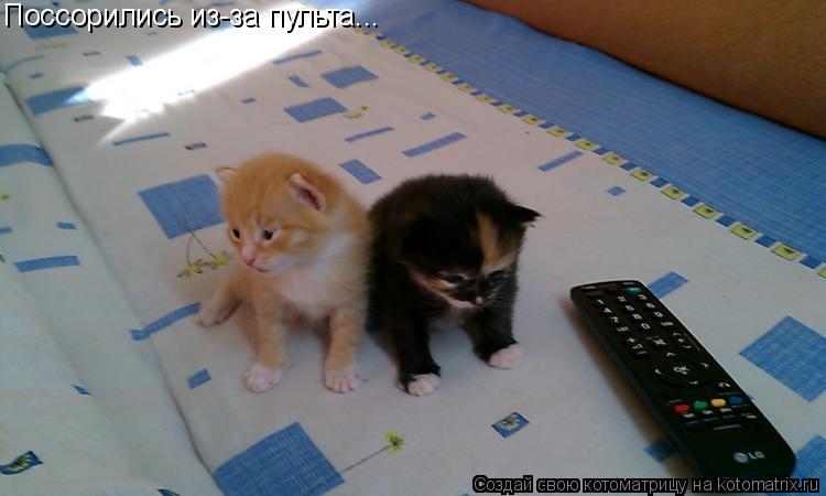 Котоматрица: Поссорились из-за пульта...