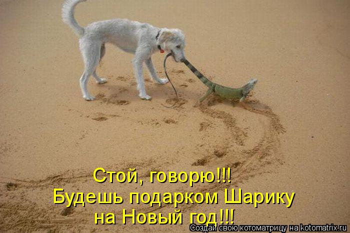 Котоматрица: Будешь подарком Шарику  на Новый год!!! Стой, говорю!!!