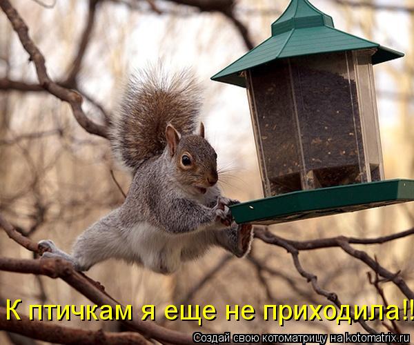 Котоматрица: К птичкам я еще не приходила!!!