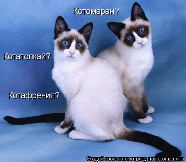 Котоматрица: Котомаран? Котатолкай? Котафрения?