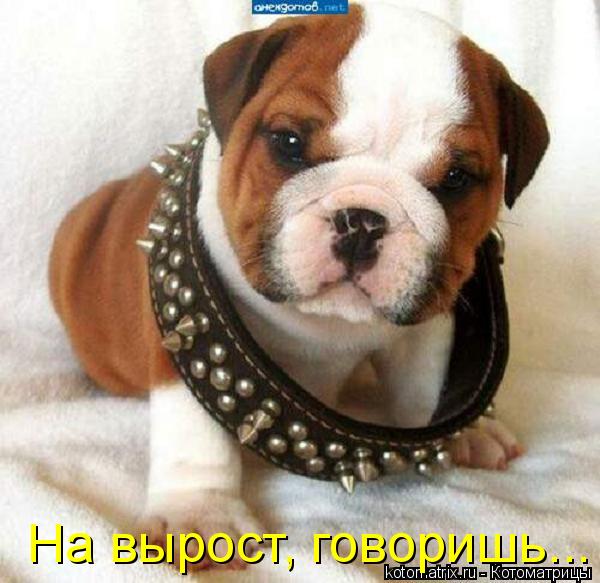 Котоматрица: На вырост, говоришь...